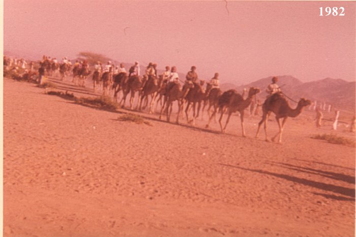 سباقات الهجن في بدية