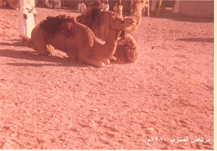 سباقات الهجن في بدية