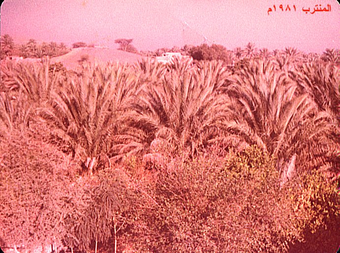 النخيل والأفلاج في بدية