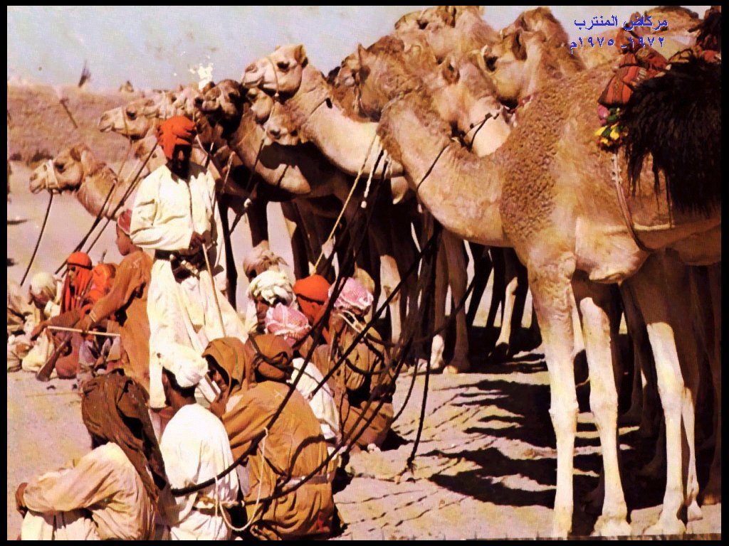 سباقات الهجن في بدية