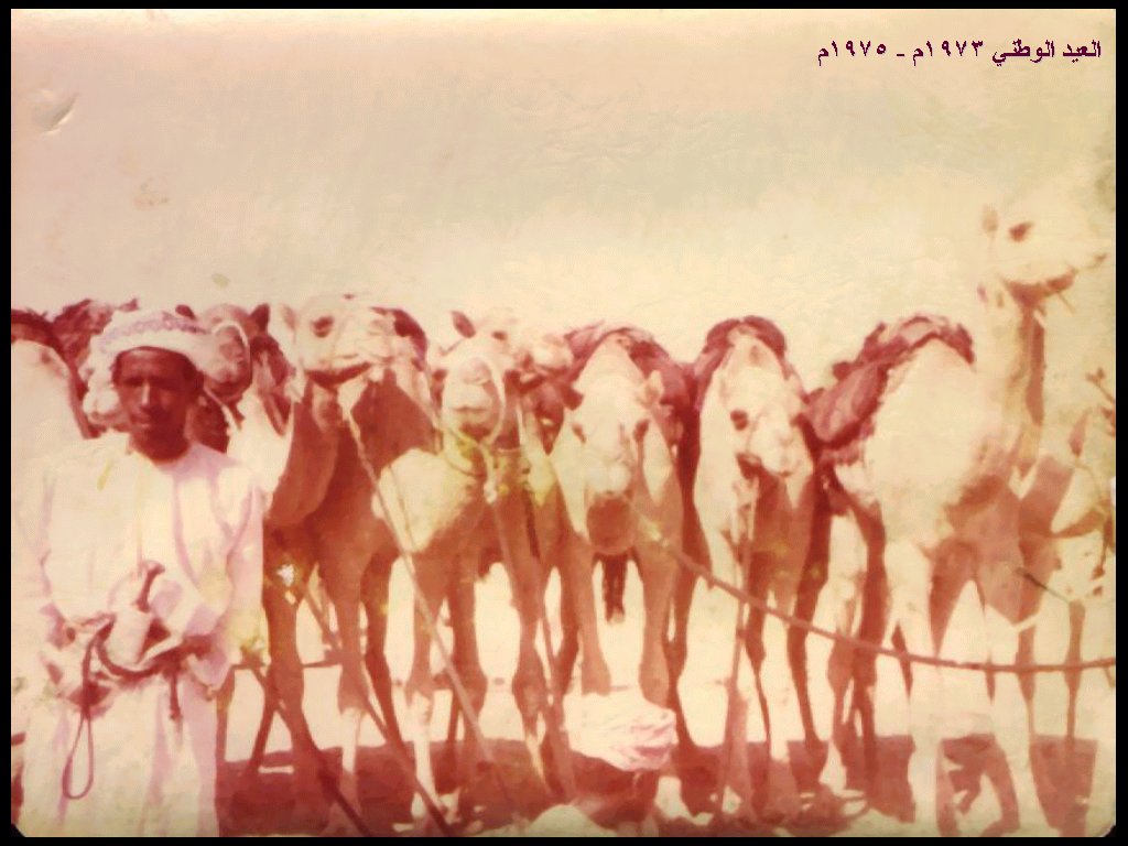 سباقات الهجن في بدية
