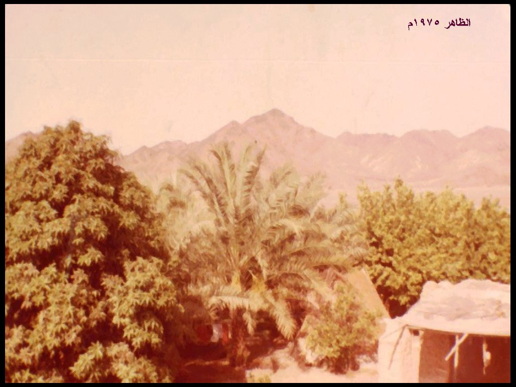 النخيل والأفلاج في بدية