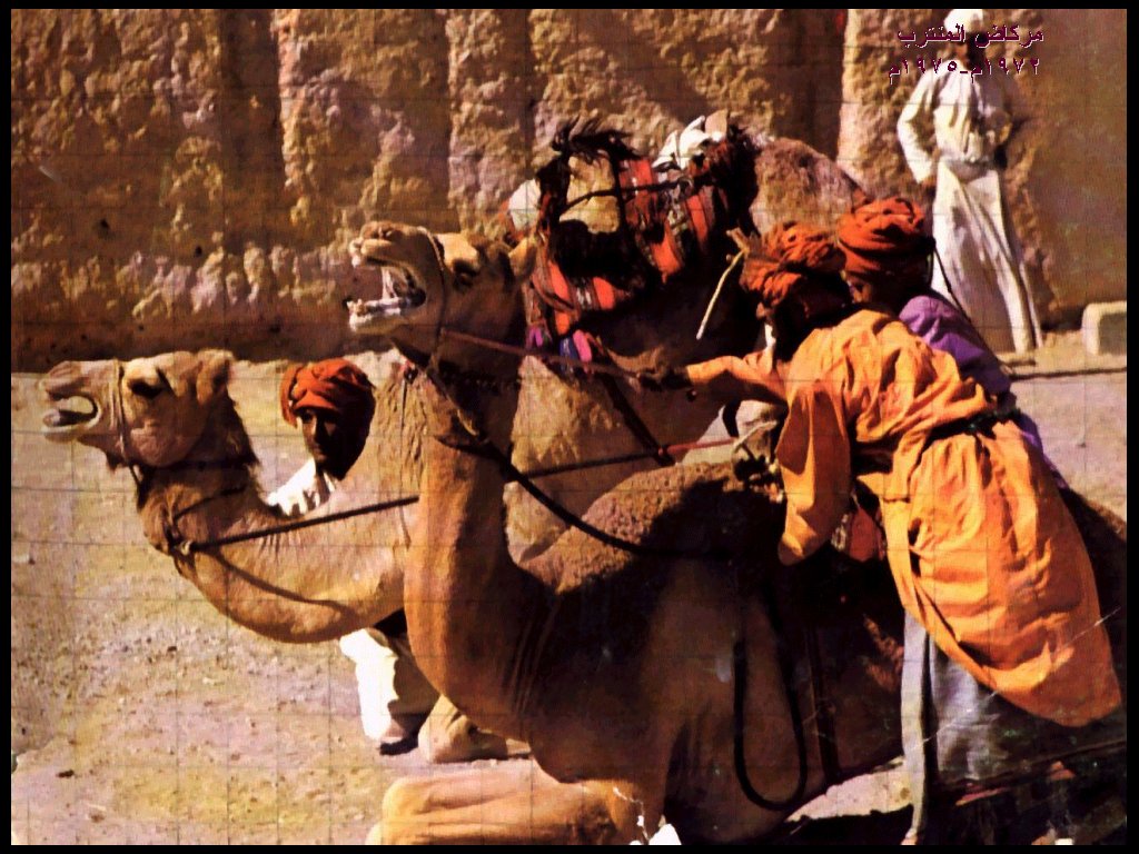 ركض العرضة