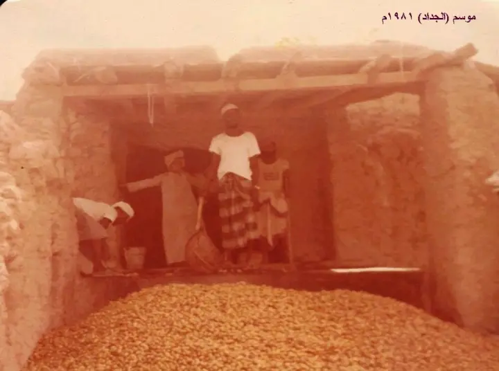 موسم الجداد