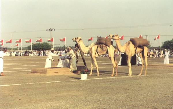 صورة من احتفالات العيد الوطني