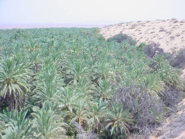 الحوية 2002